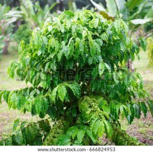 ROBUSTA BUDDU COFFEE-UGANDA PRICE