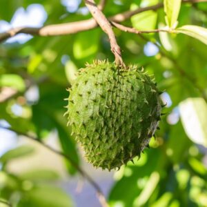 Soursop Fruit