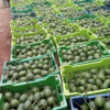 https://pearlofafrica.lu/