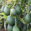 https://pearlofafrica.lu/