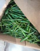 Green chilly pepper(1kg)