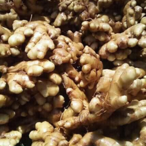 Ginger/ Gingembre(10kg)