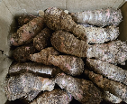 Red coco Yam/ Taro