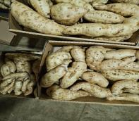 Sweet Potatoes/ Pommes des Terre Blanc(10kg)